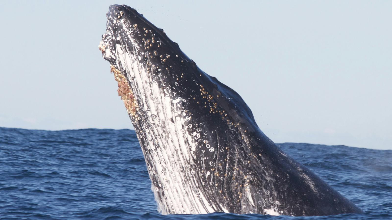 Humpback Whale Head Lunging off Sydney, 2014