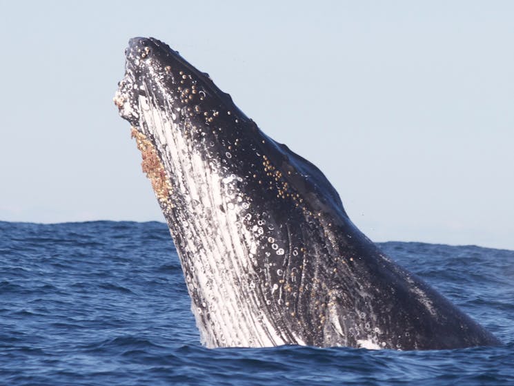 Humpback Whale Head Lunging off Sydney, 2014