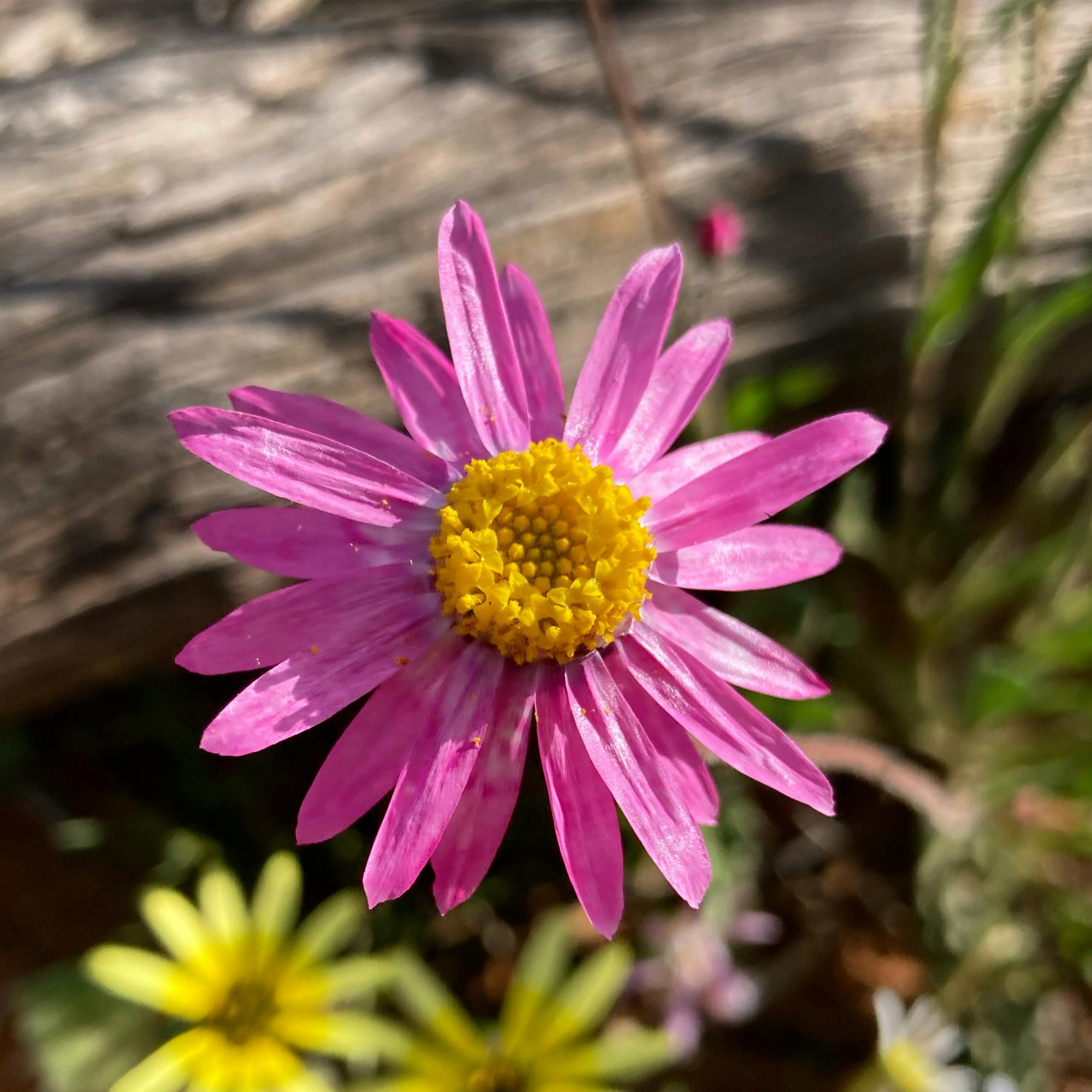Everlasting seen on a wildflower tour with New Leaf Connect