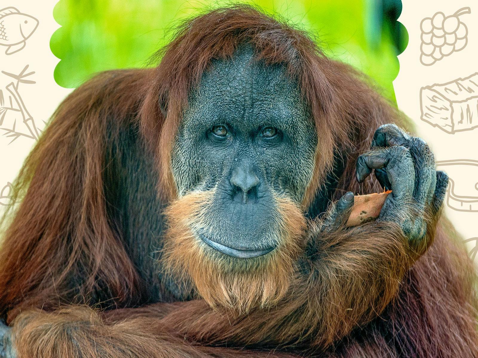 Zoo Foods School Holidays at Adelaide Zoo