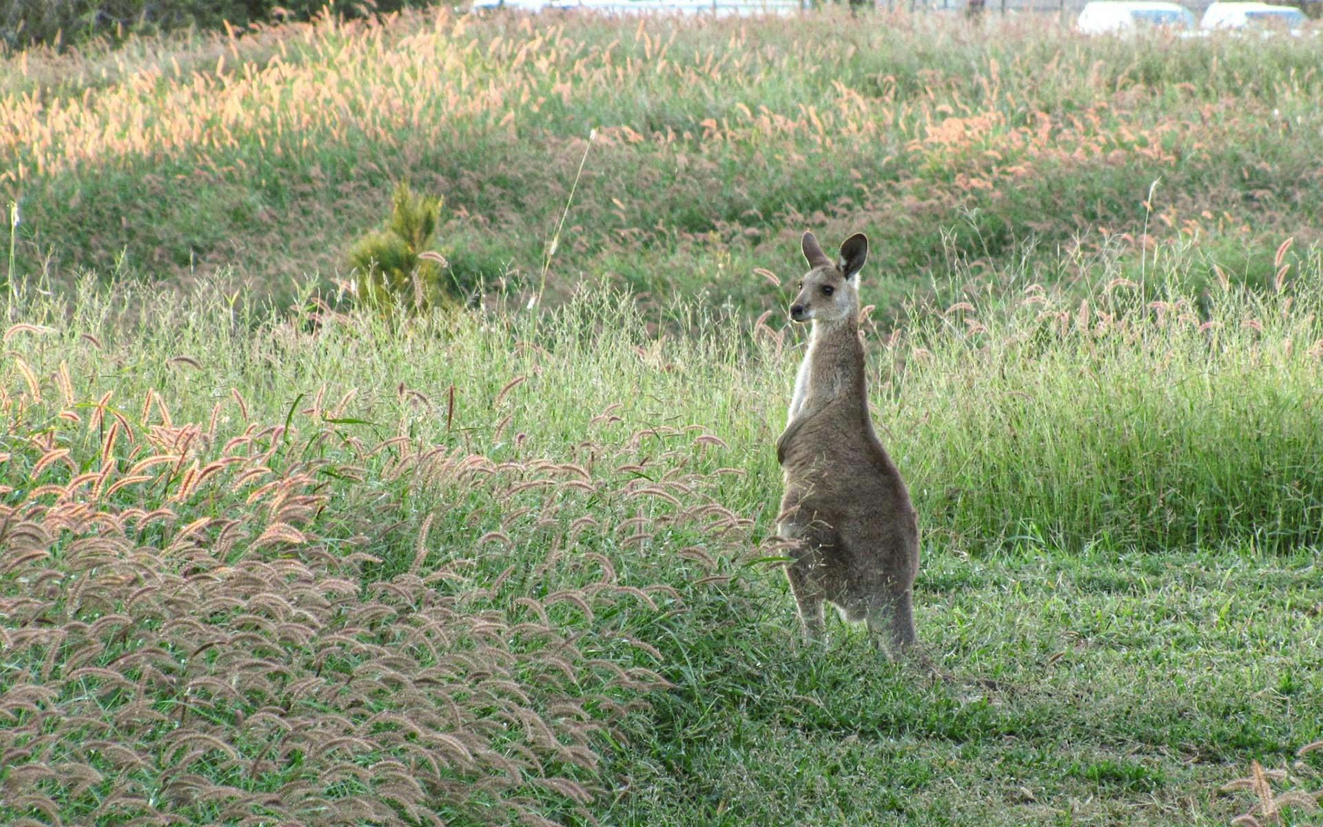 A kangaroo in a garden