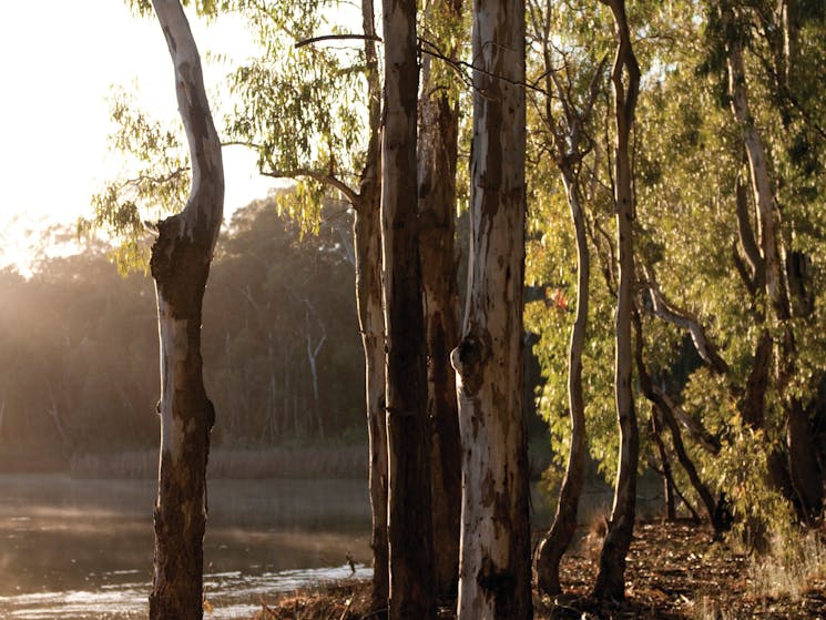 Barmah National Park