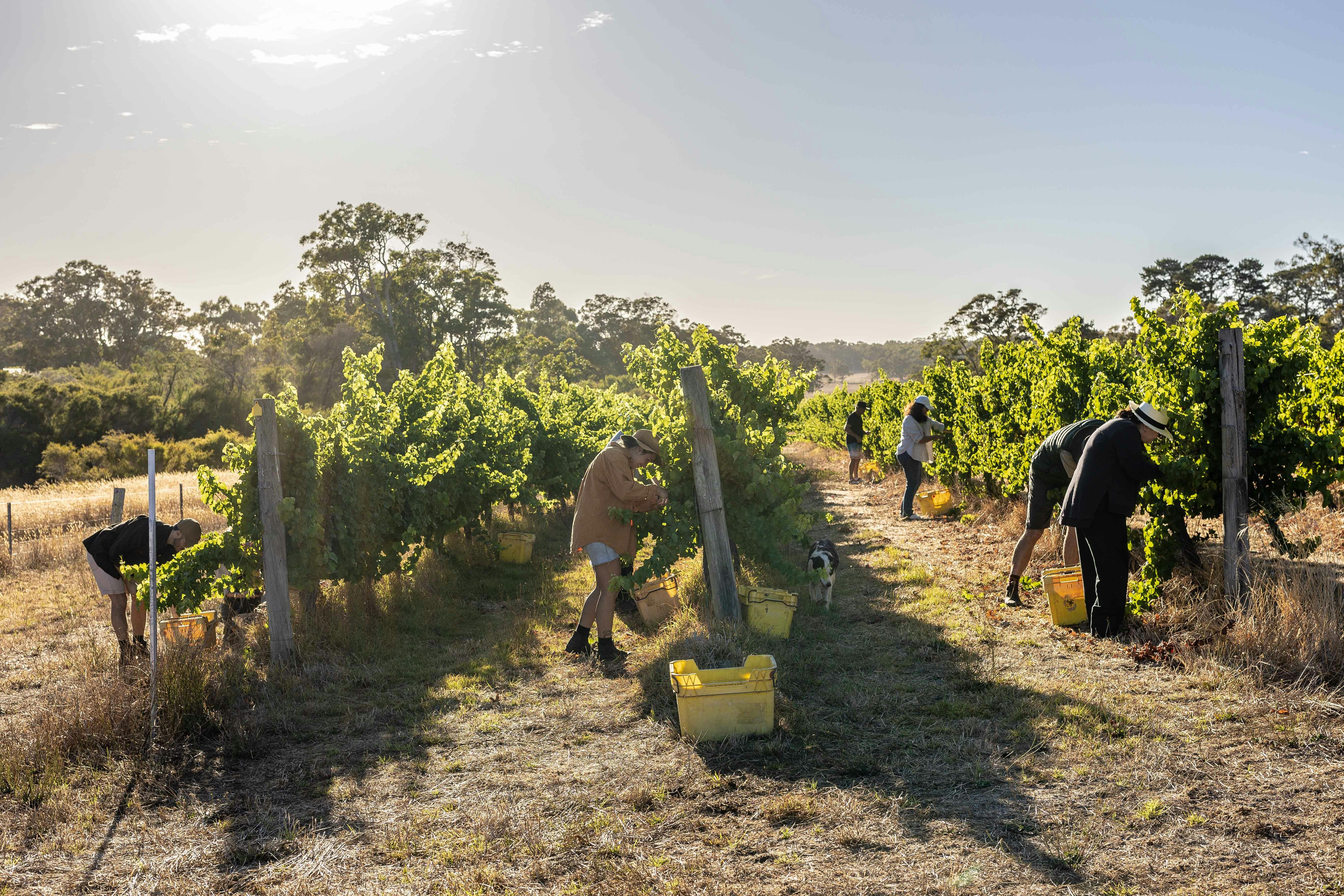 Morning grape picking with Earn Your Vino and LS Merchants