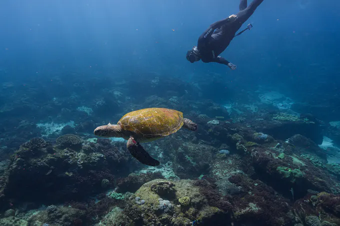 Flinders Reef Freedive and Snorkel - Sunshine Coast/Brisbane