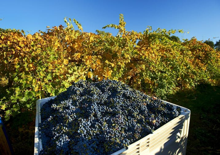Gatt Wines