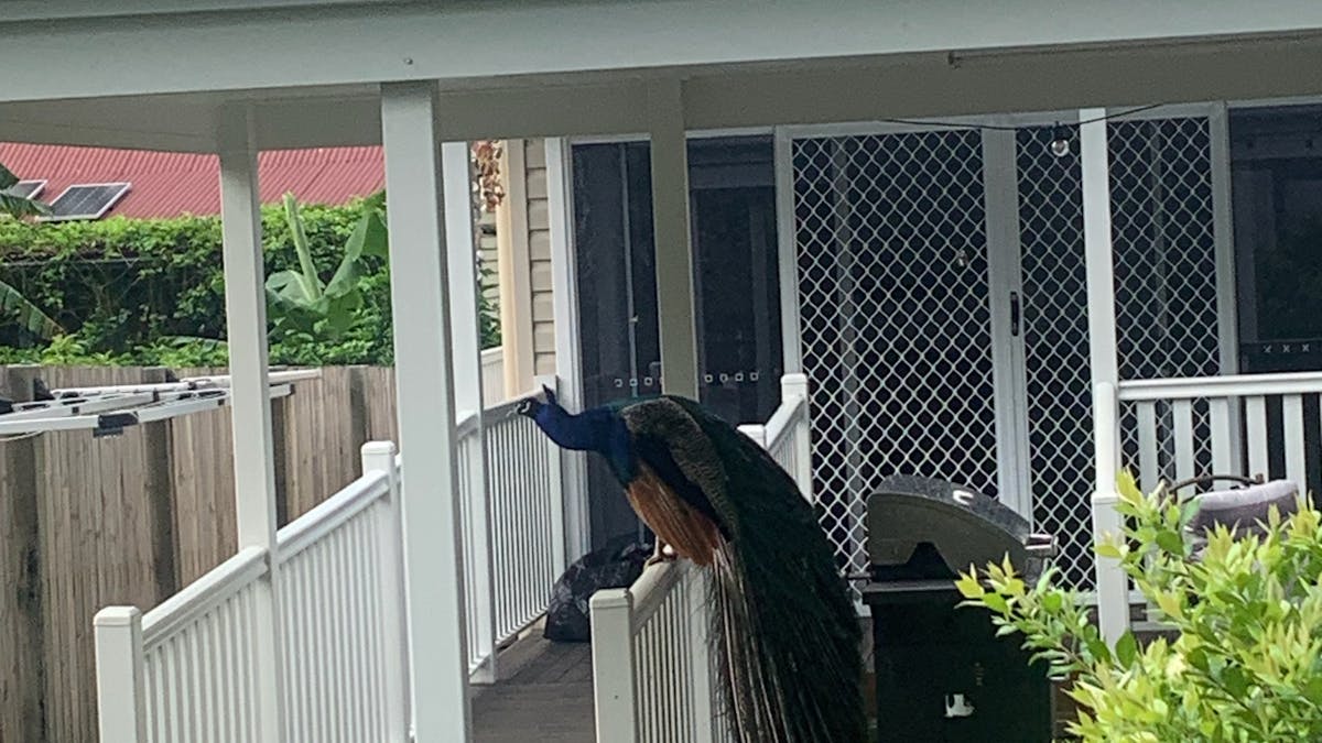 Visitor