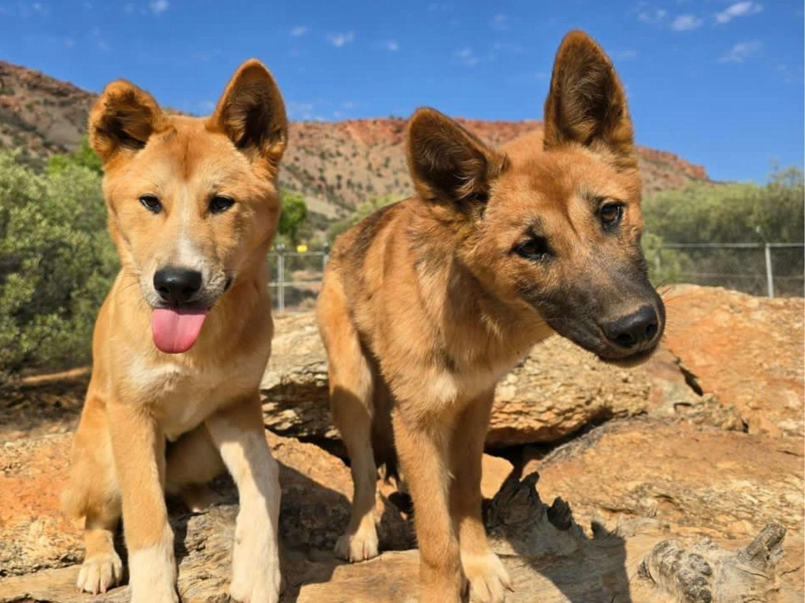 Desert Park dingos with MacDonnell Ranges in the background