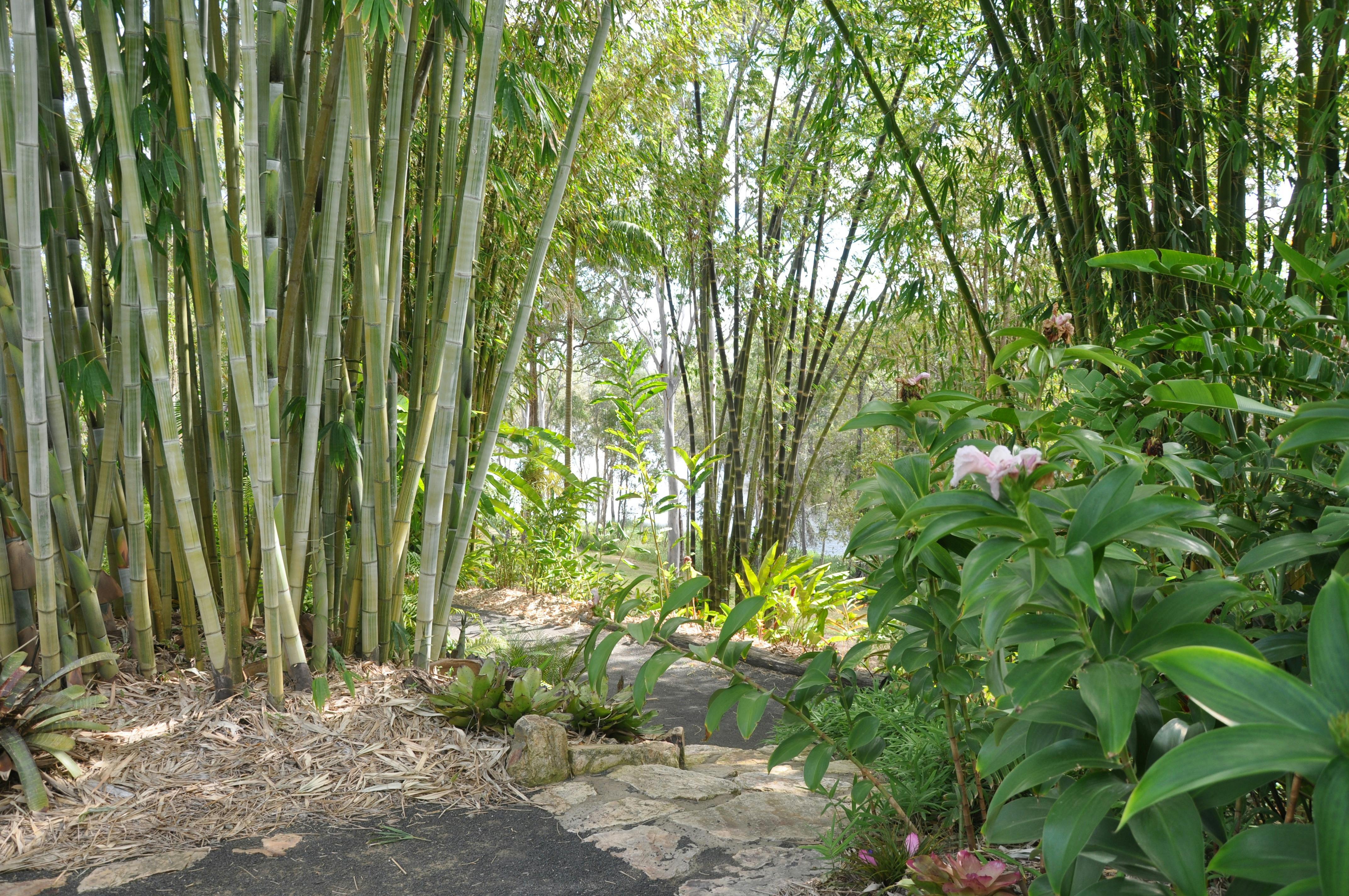 Bamboo and Burrum River