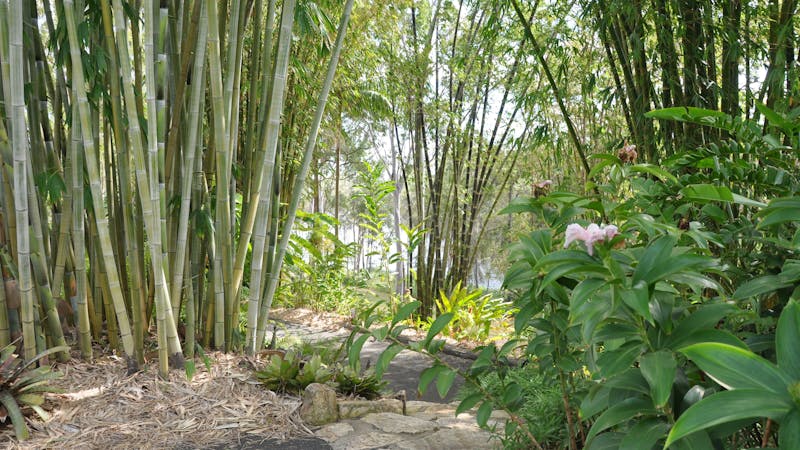 Bamboo Land Nursery and Parklands