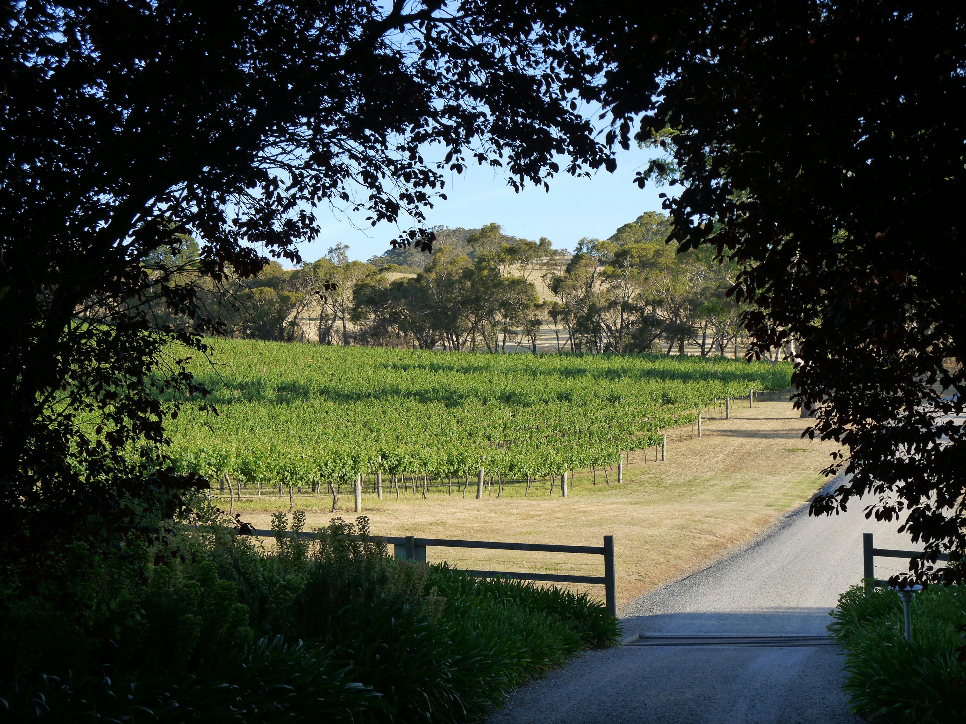 Vineyard from driveway