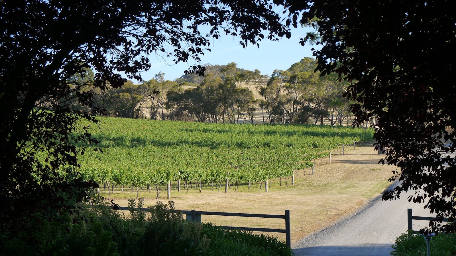 Malcolm Creek Vineyard