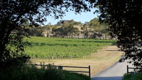 Vineyard seen from driveway