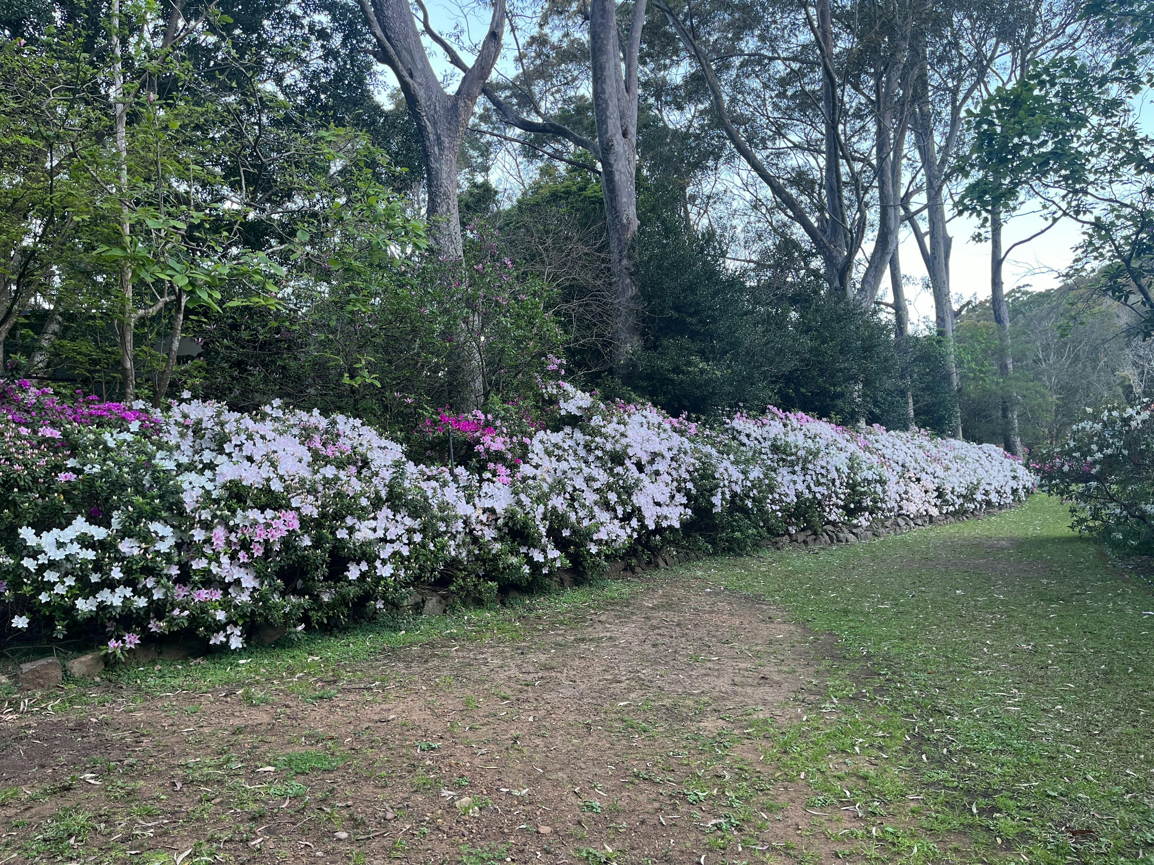 70 m Azalea walk  the perfume is glorious