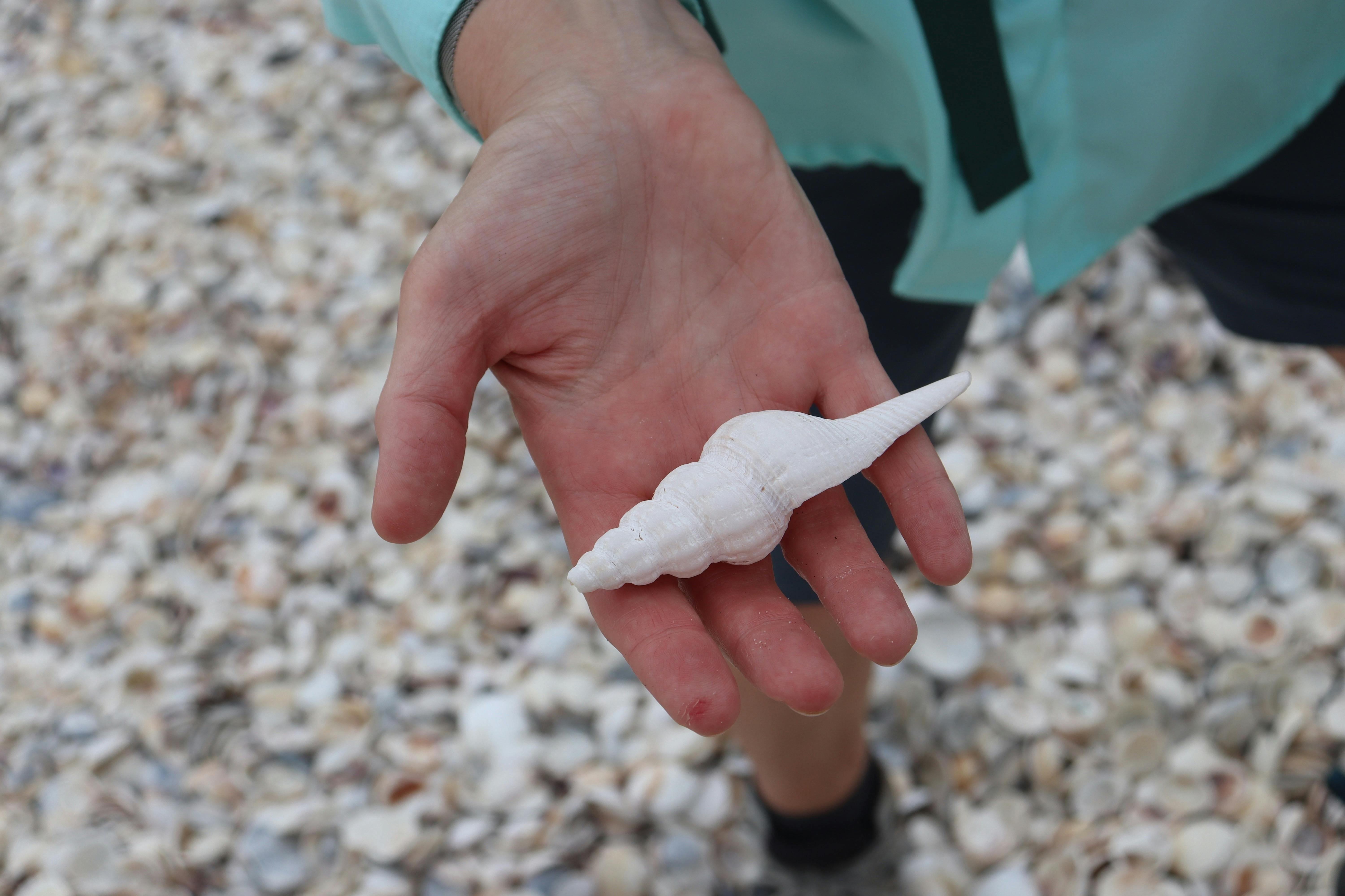 Close up of a large white shell being held on a shell covered beach at Bay of Fires Tasmania.