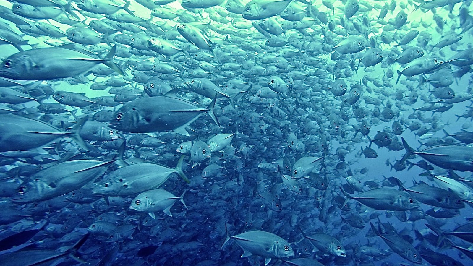 fish