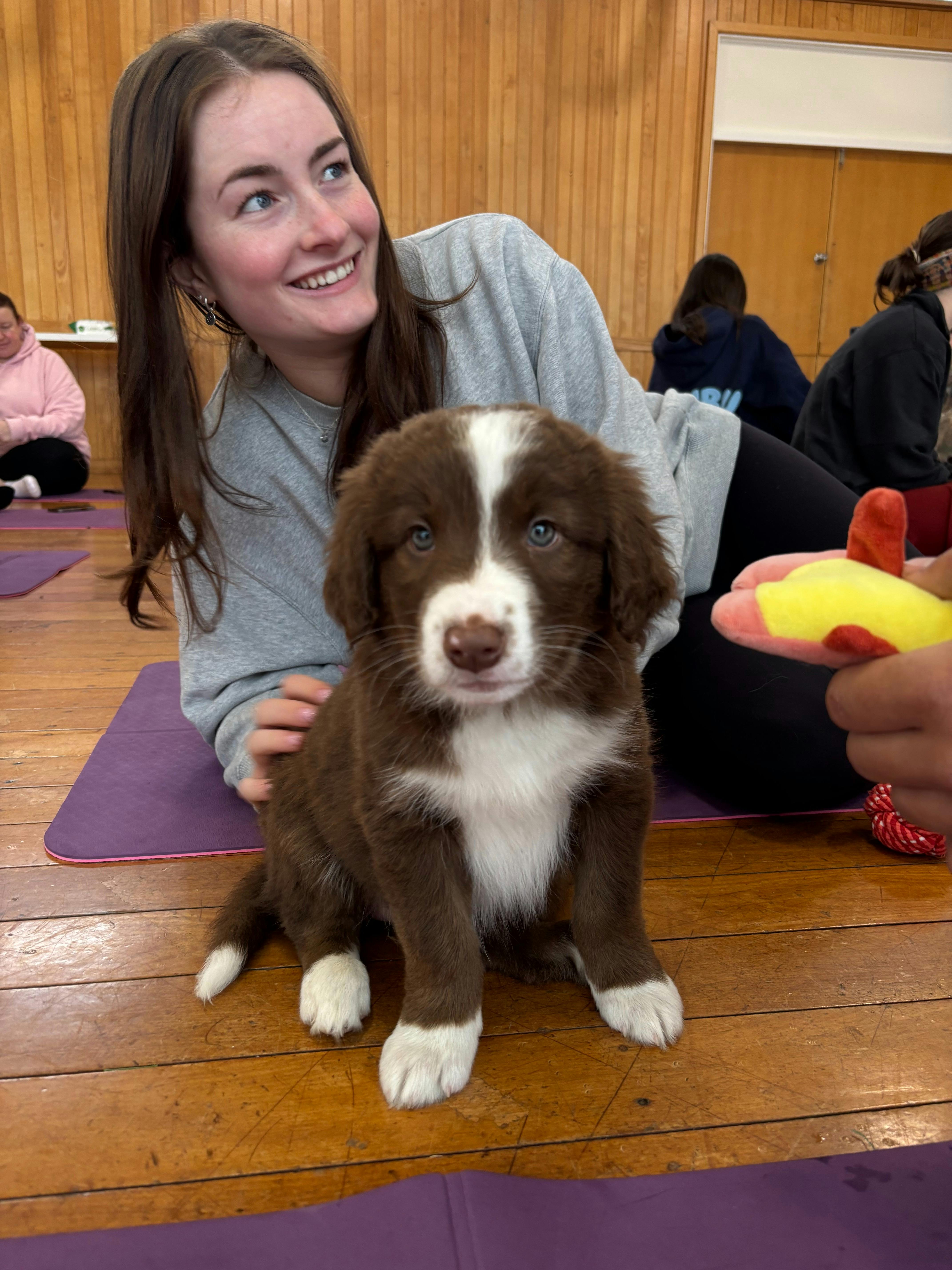 A brown and white puppy sits beside a participant holding a colourful toy.