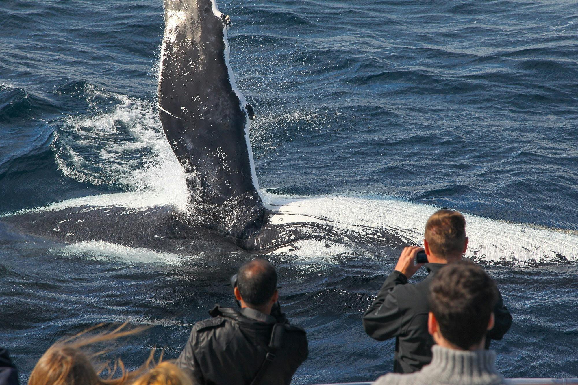 一头鲸鱼在船前海面上挥动着鳍。
