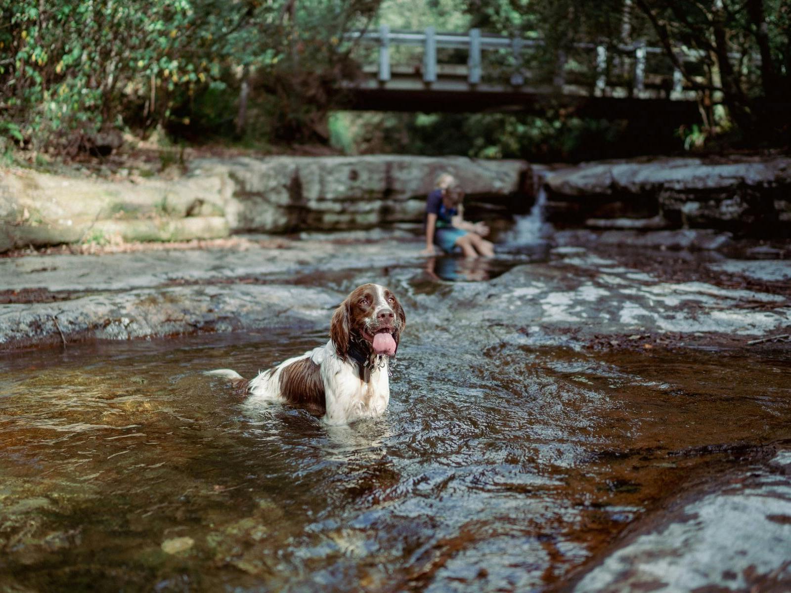 Dog standing in a rocky creek with a child sitting near a small waterfall in the background