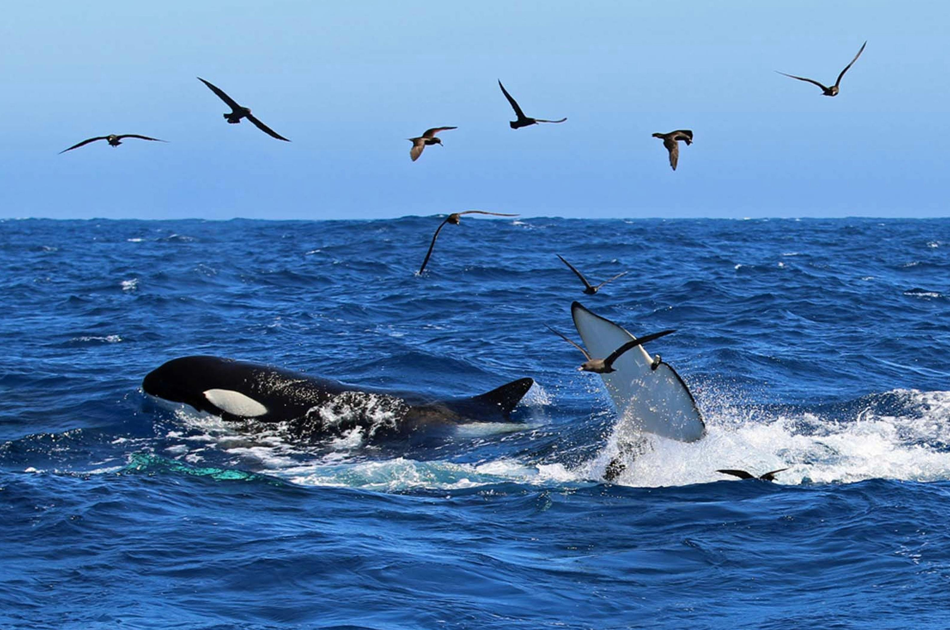 Orcas Wheatbelt to Bremer Canyon Tour