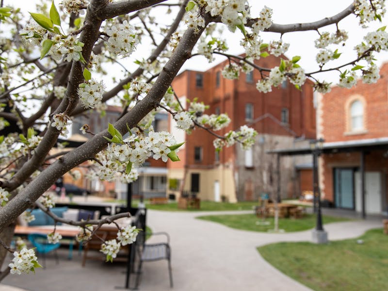 Doppio Courtyard in Spring