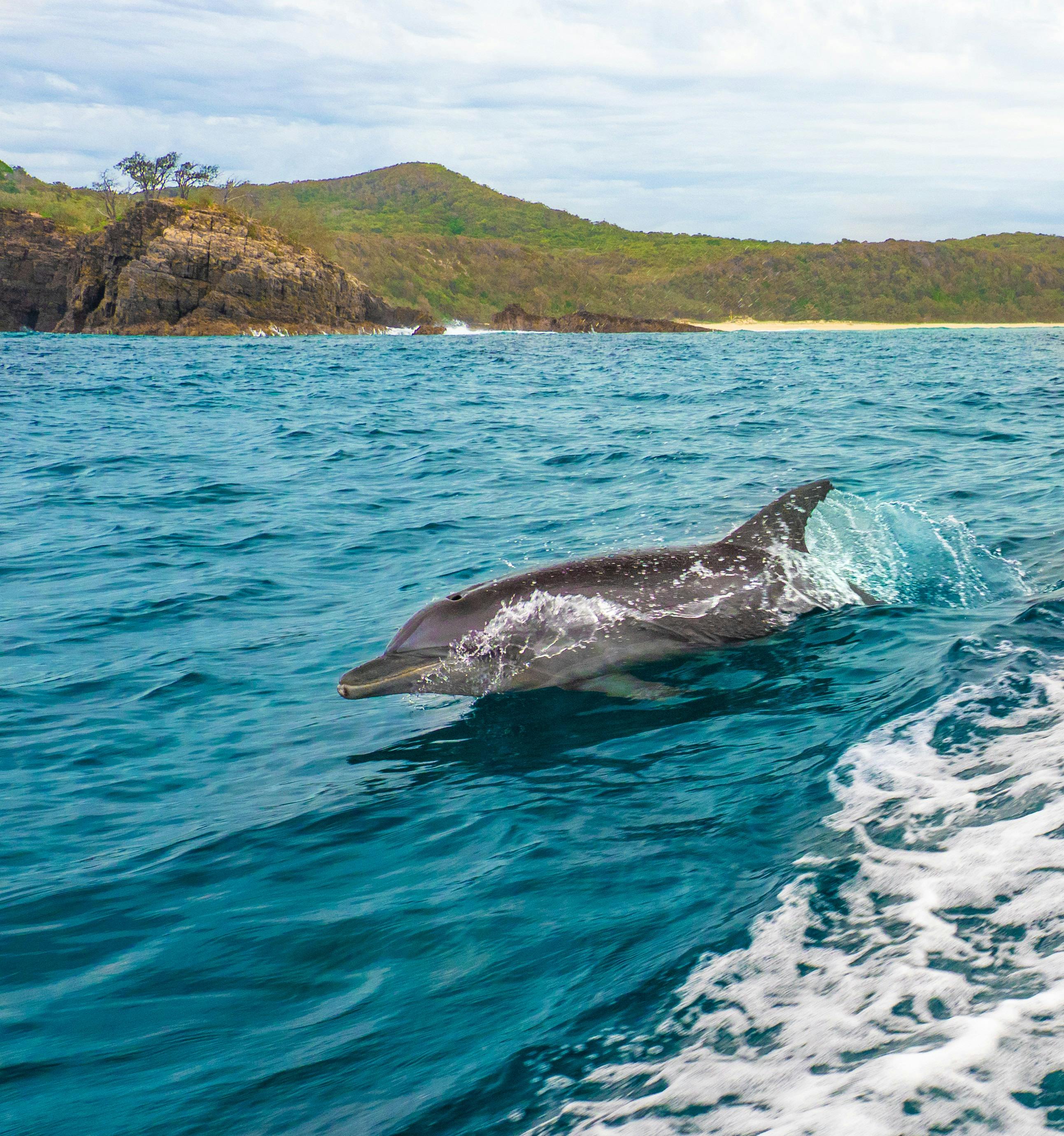 Dolphin near Noosa
