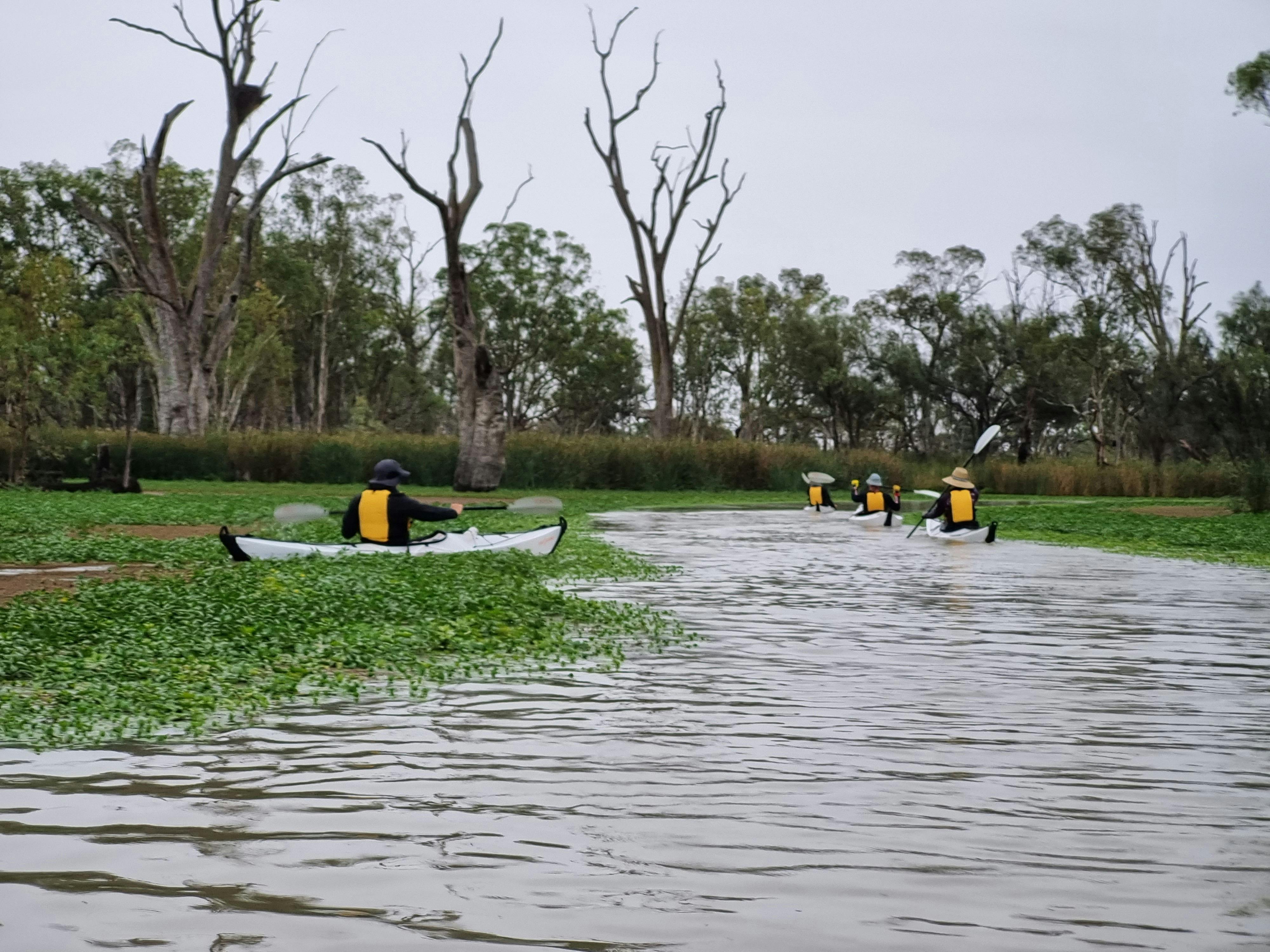 Group of four kayakers in narrow section of Chambers Creek