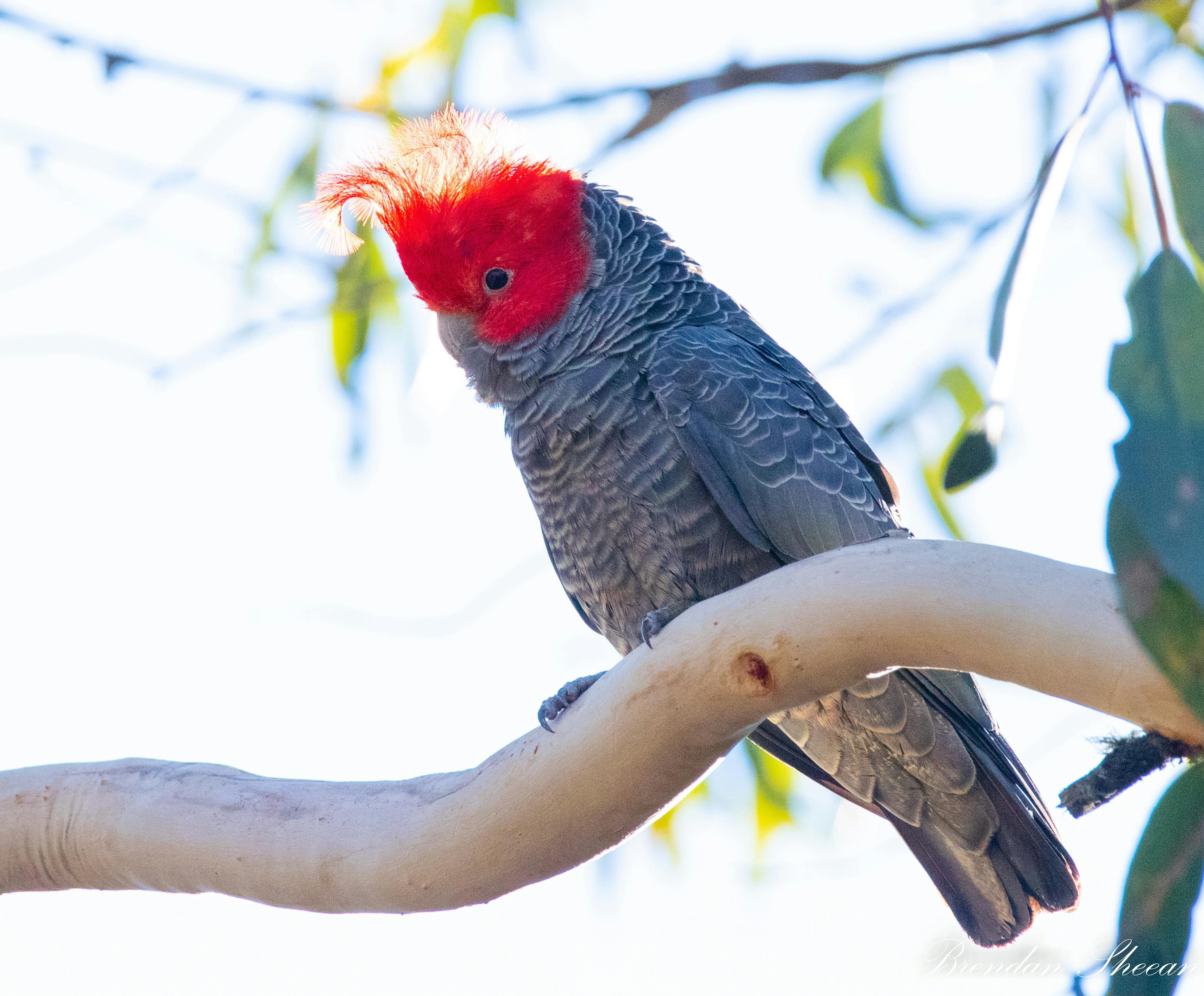 私たちの野生動物ツアーで見られる多くの鳥類のうちの 1 つです。