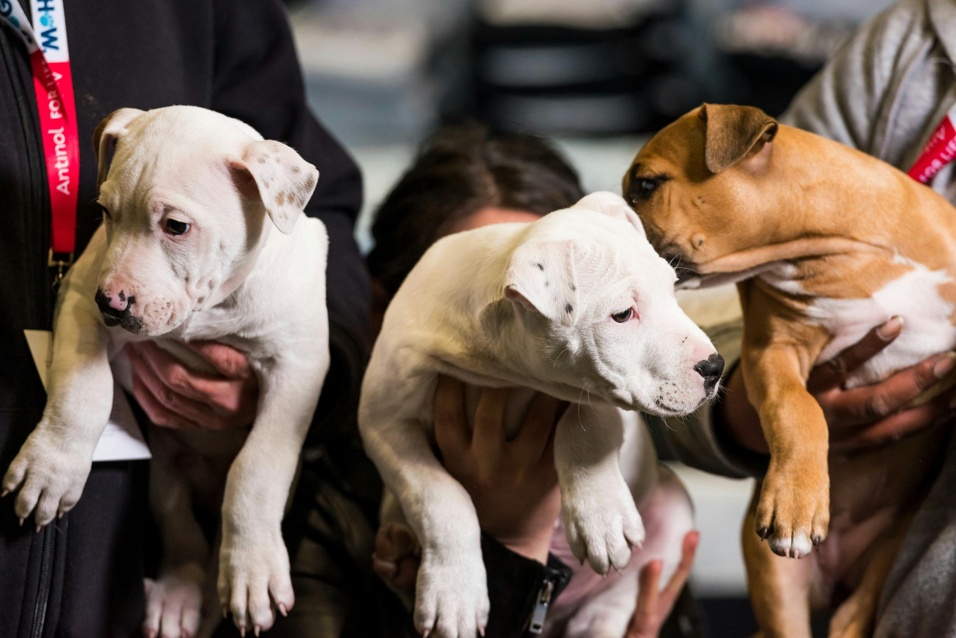 Dog Lovers Festival Melbourne