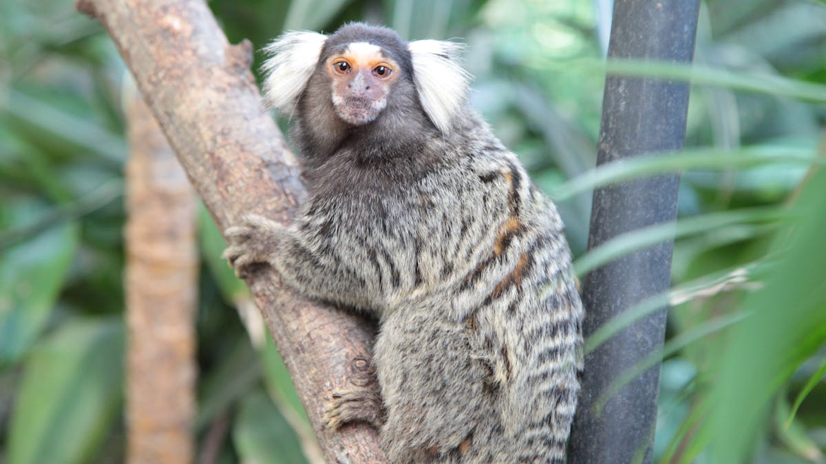Marmoset Monkey