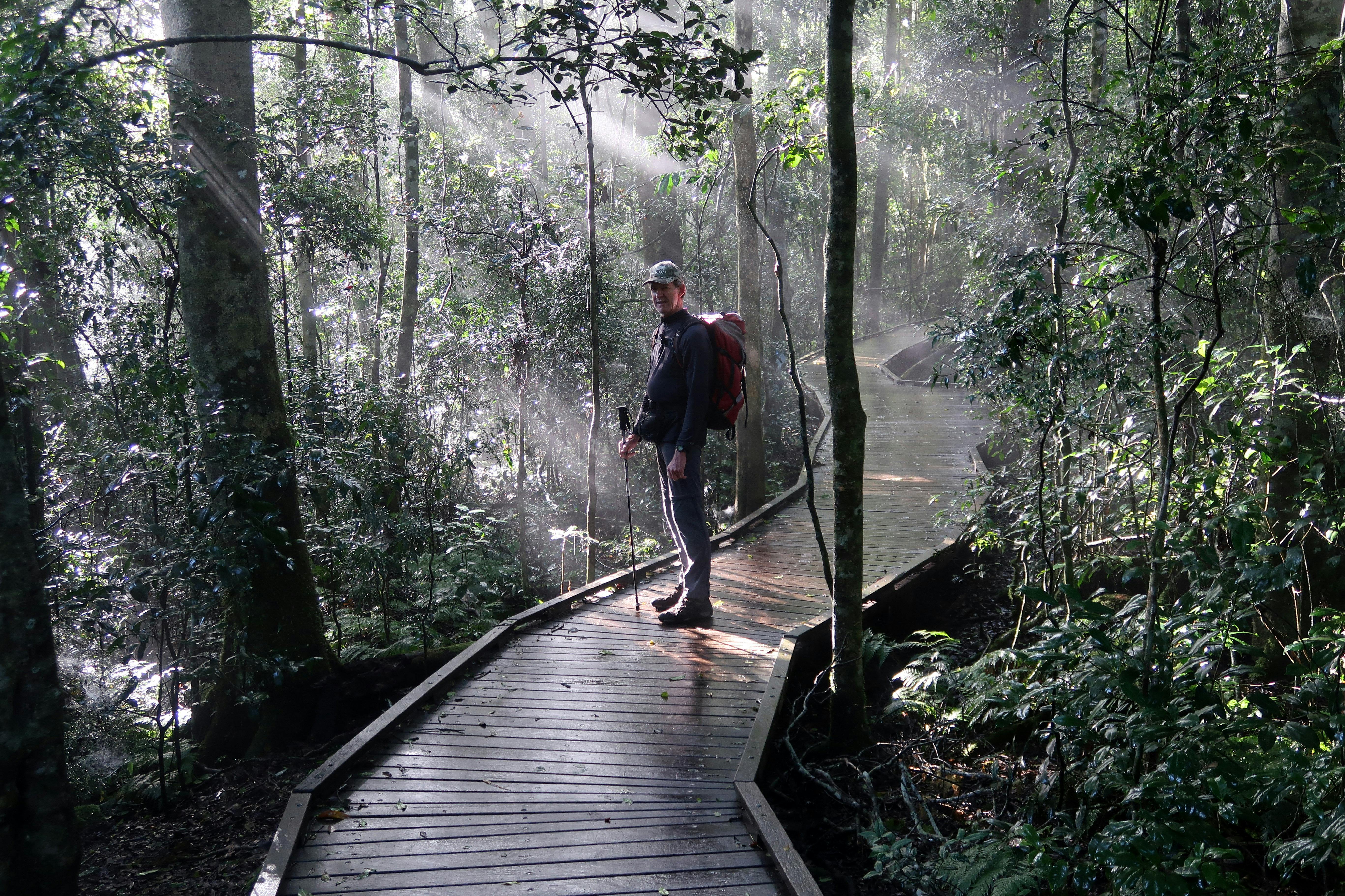 Booyong boardwalks O'Reilly's Rain forest Retreat