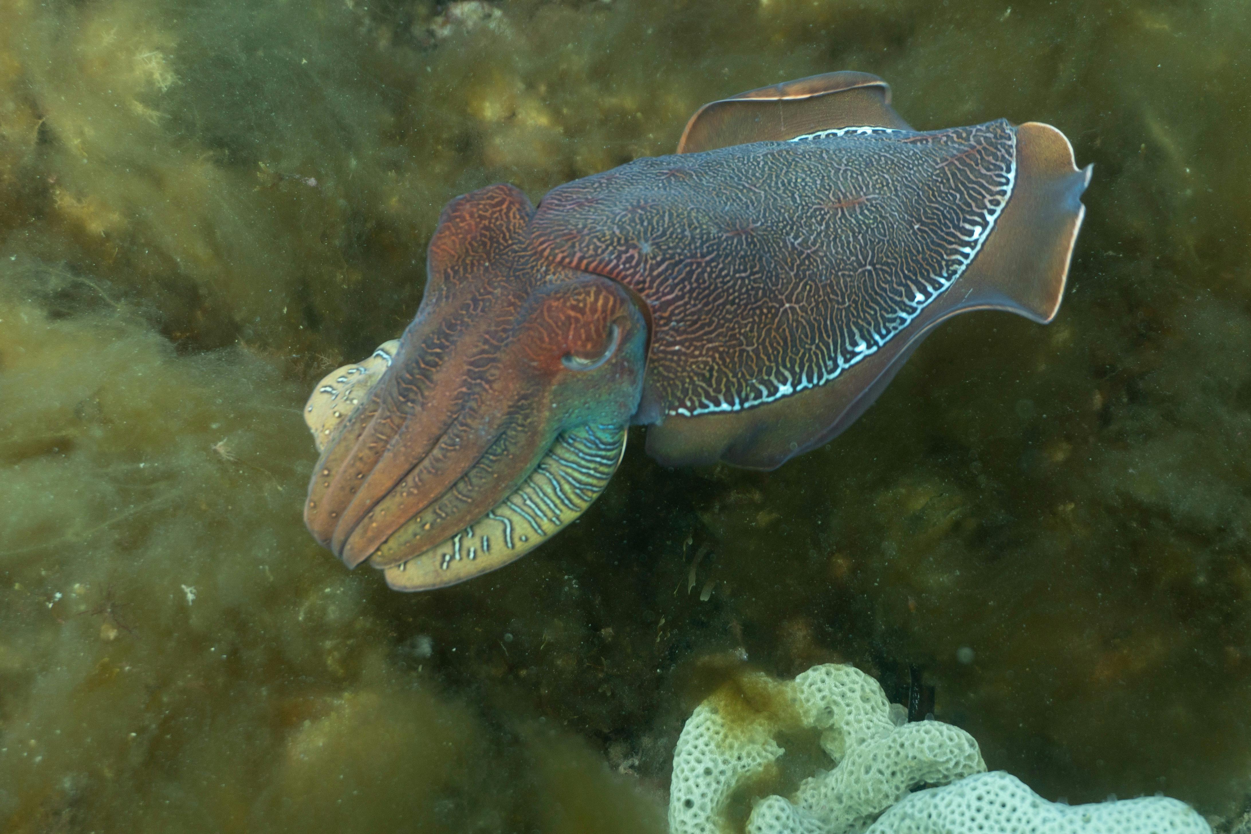 Whyalla Diving Services