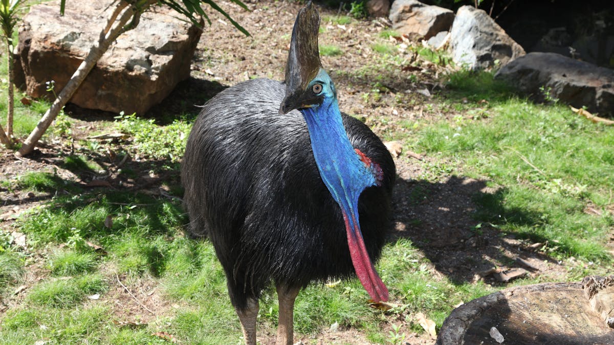 Cassowary