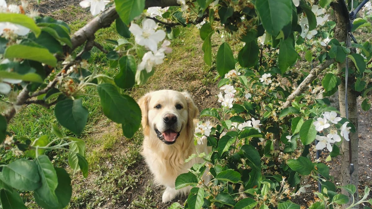 Dog friendly
