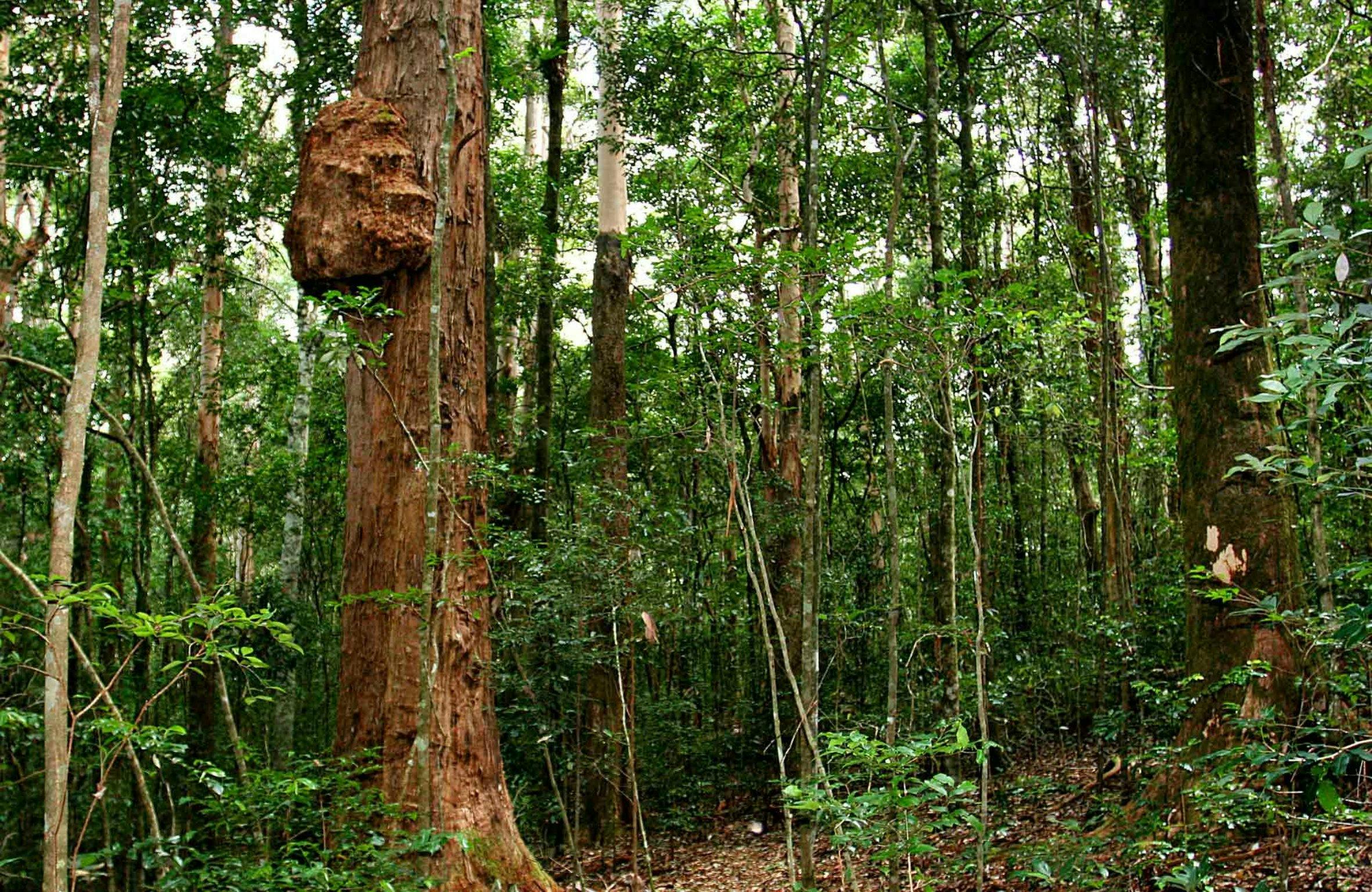 쿨마란 루프 리치먼드 산맥 국립공원. 사진: J Atkins/NSW 정부