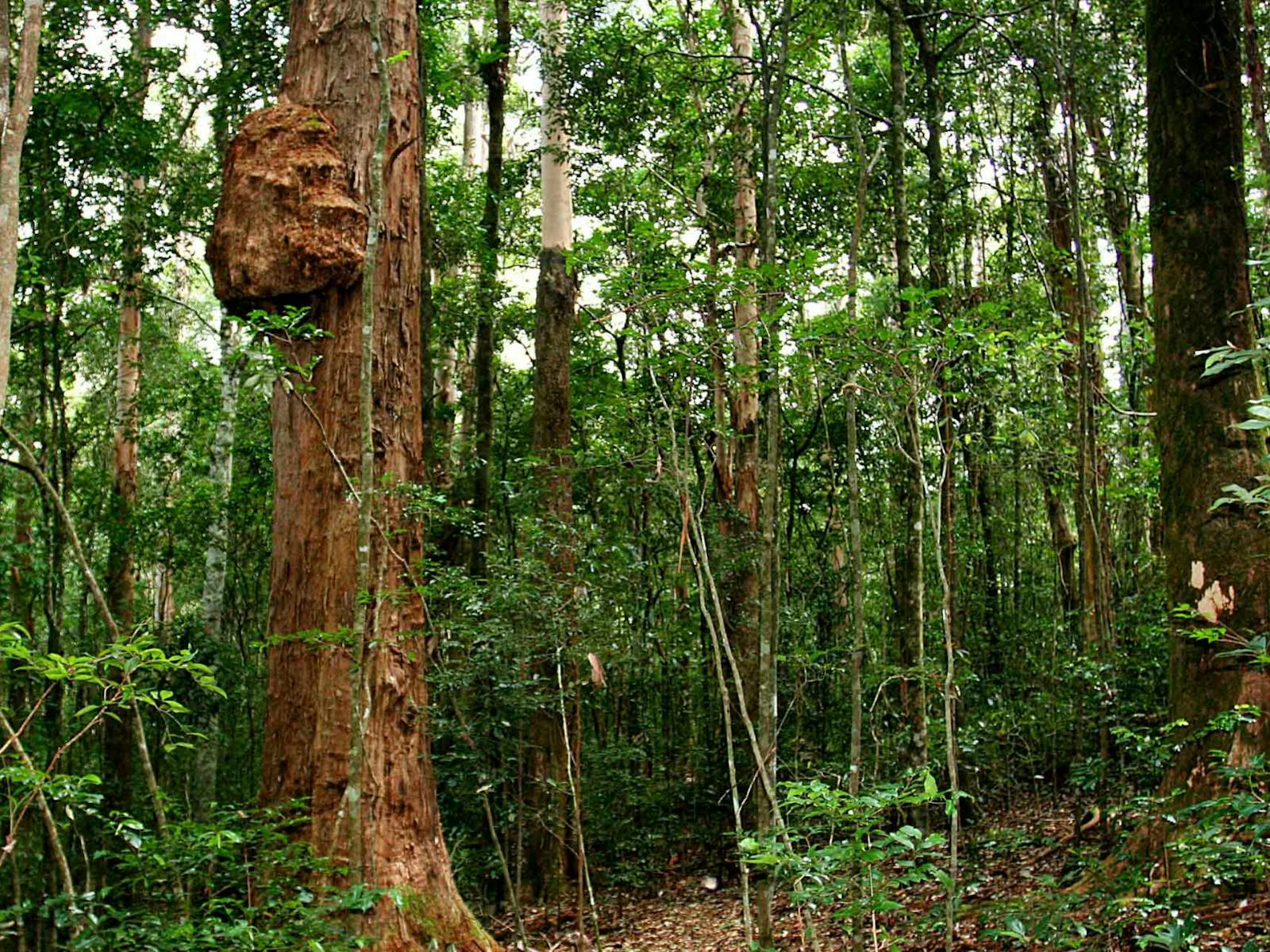 Culmaran Loop, Richmond Range National Park. Photo: J Atkins/NSW Government