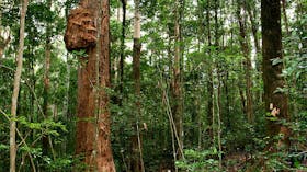 Culmaran Loop, Richmond Range National Park. Photo: J Atkins/NSW Government