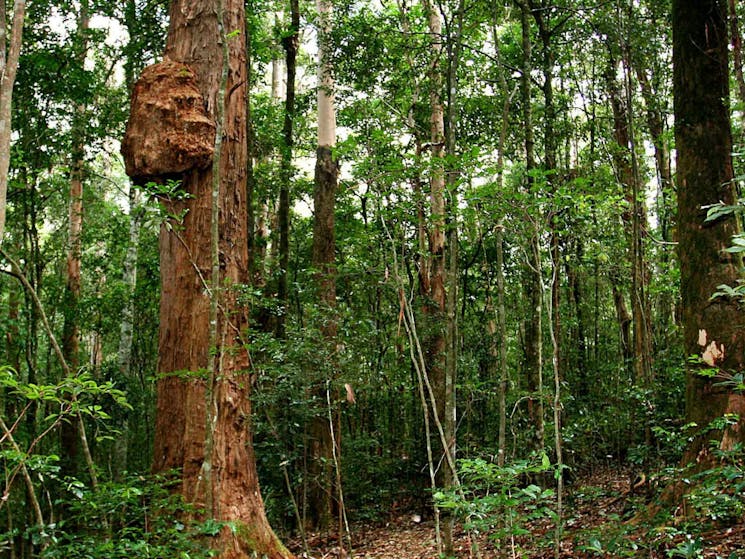 Culmaran Loop, Richmond Range National Park. Photo: J Atkins/NSW Government