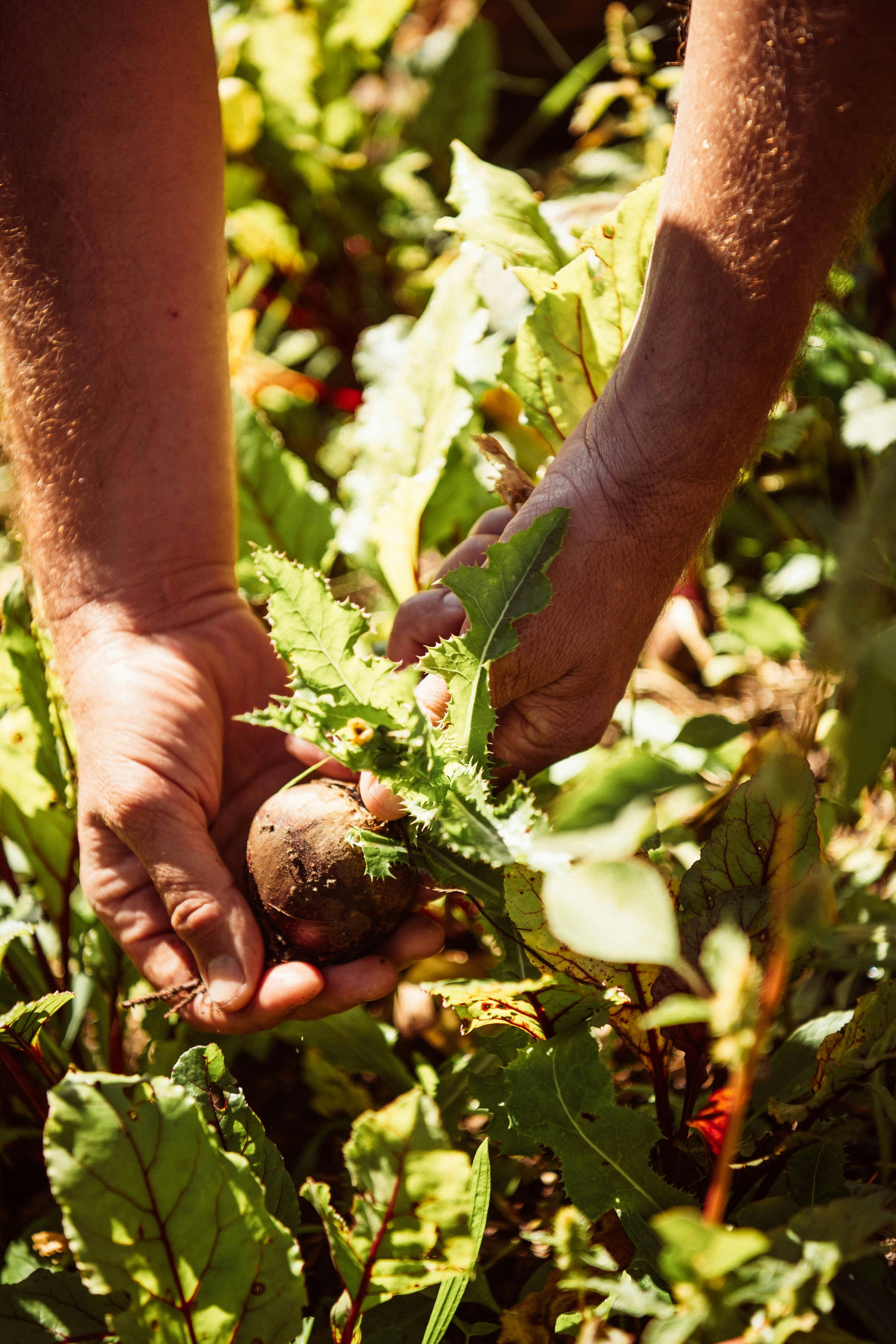 Learn about seasonal produce grown through regenerative farming practices.