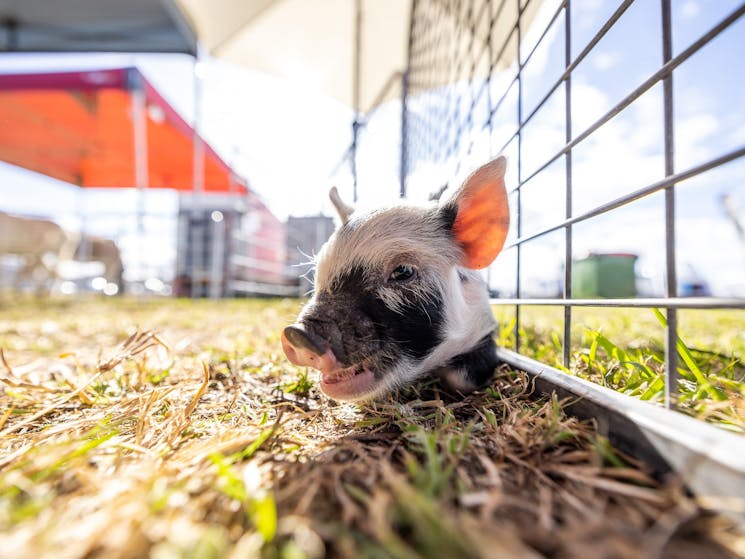 baby piglet - farmyard animals in grass at Primex