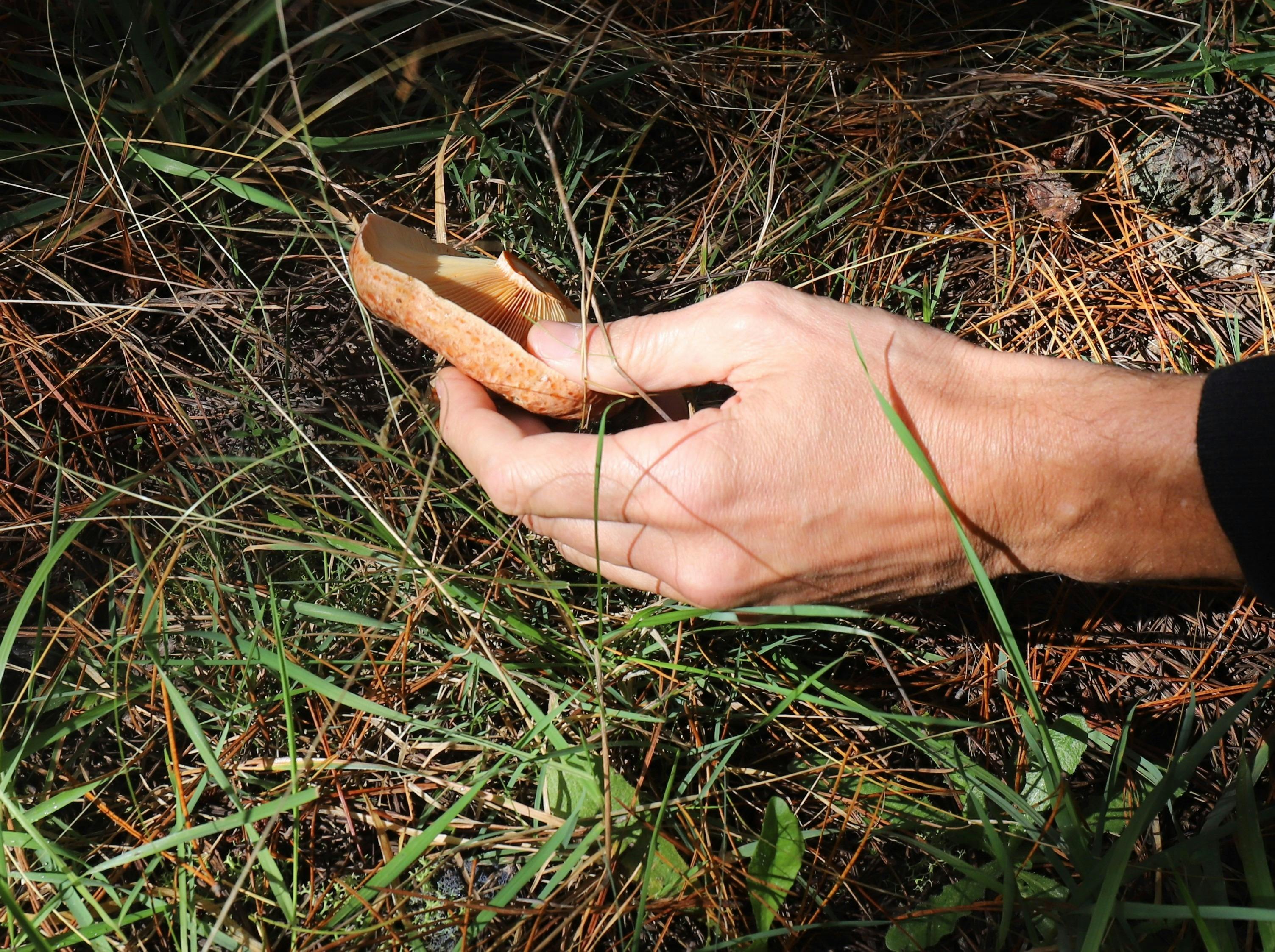Wild Mushroom Hunt - Hampton State Forest