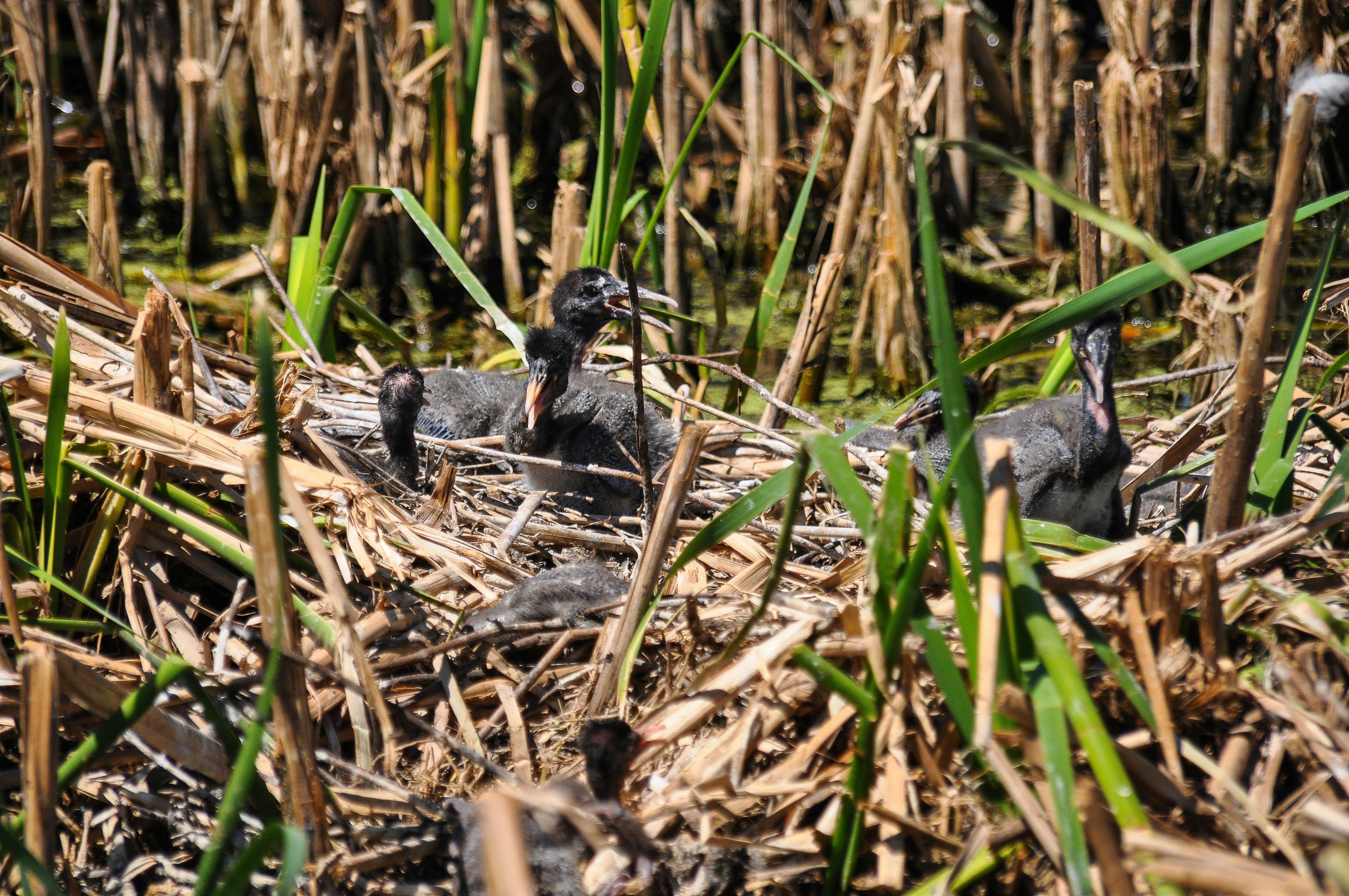 습지대 여자친구