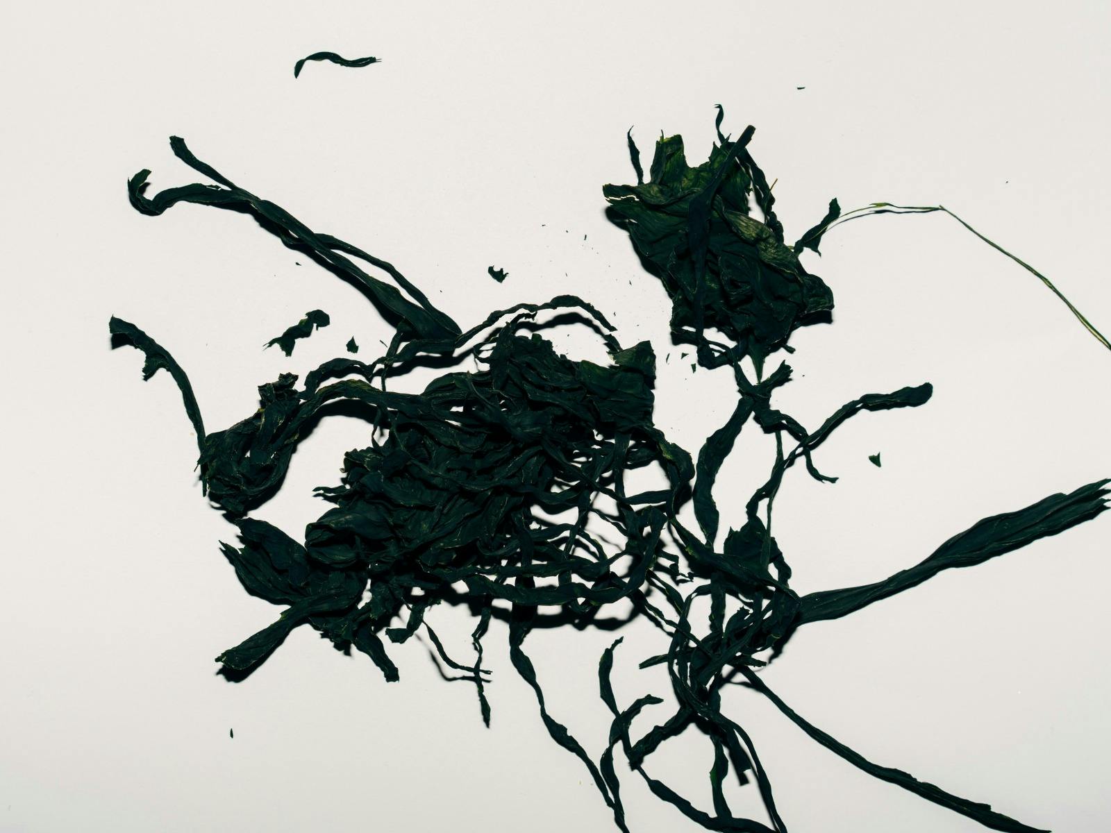 Instinctive Mark-Making: Brushes and Ink from the Landscape