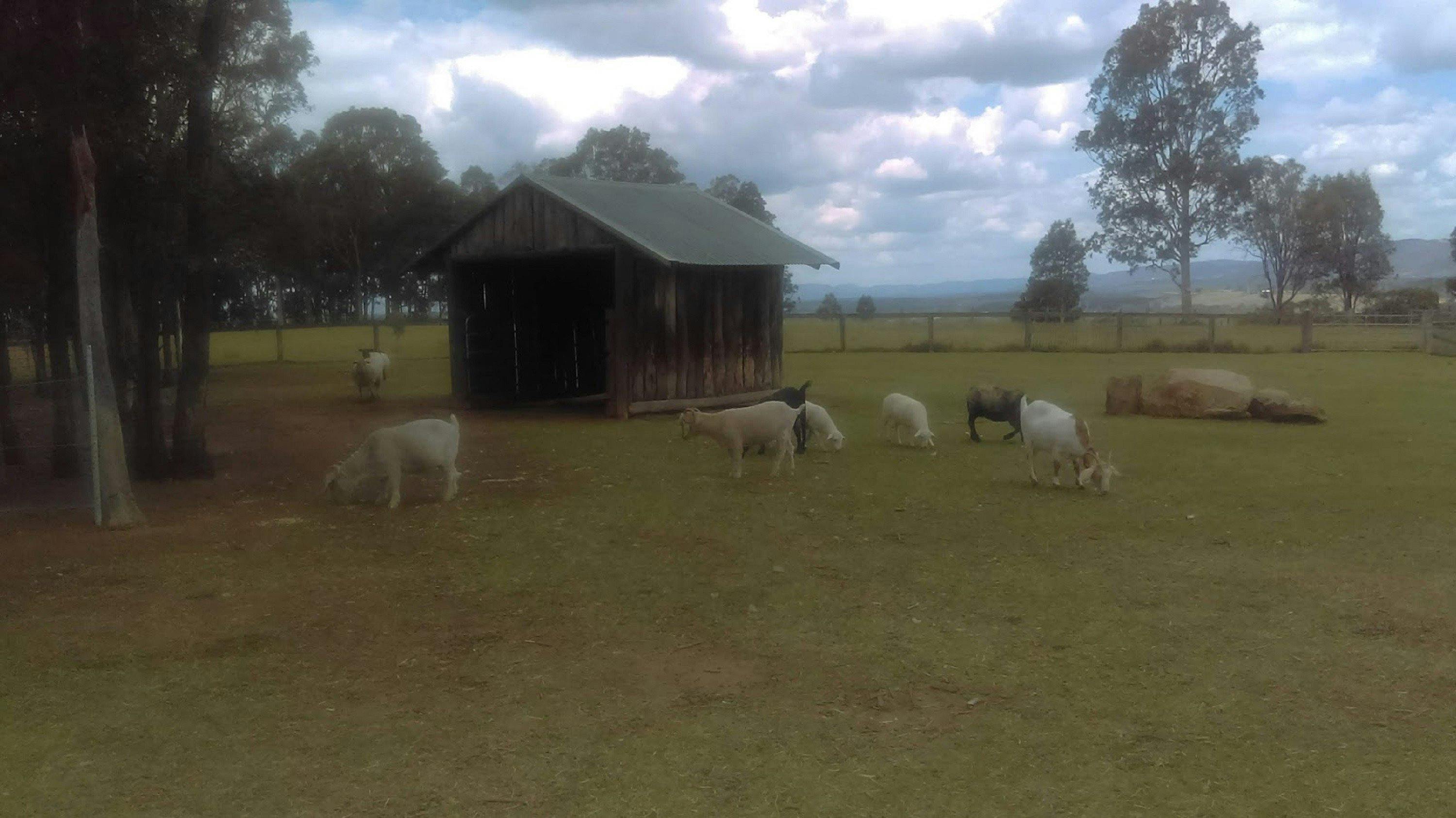 Sheep, goats, rabbits, kangaroos, birds and more