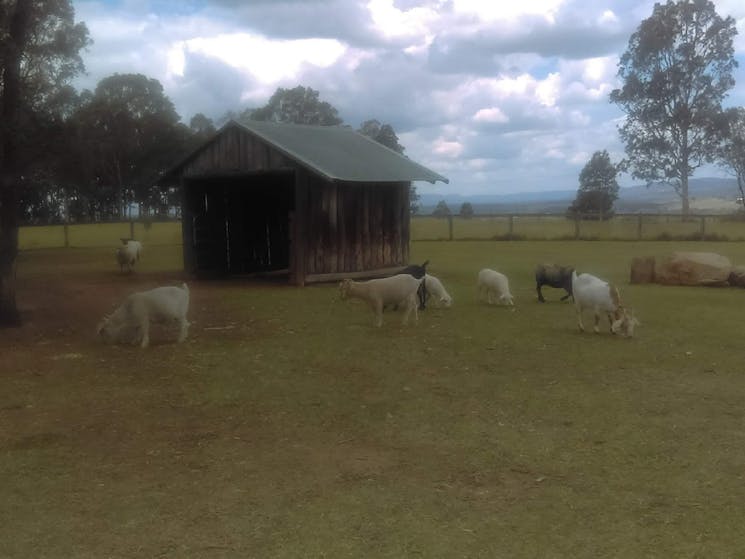 Sheep, goats, rabbits, kangaroos, birds and more