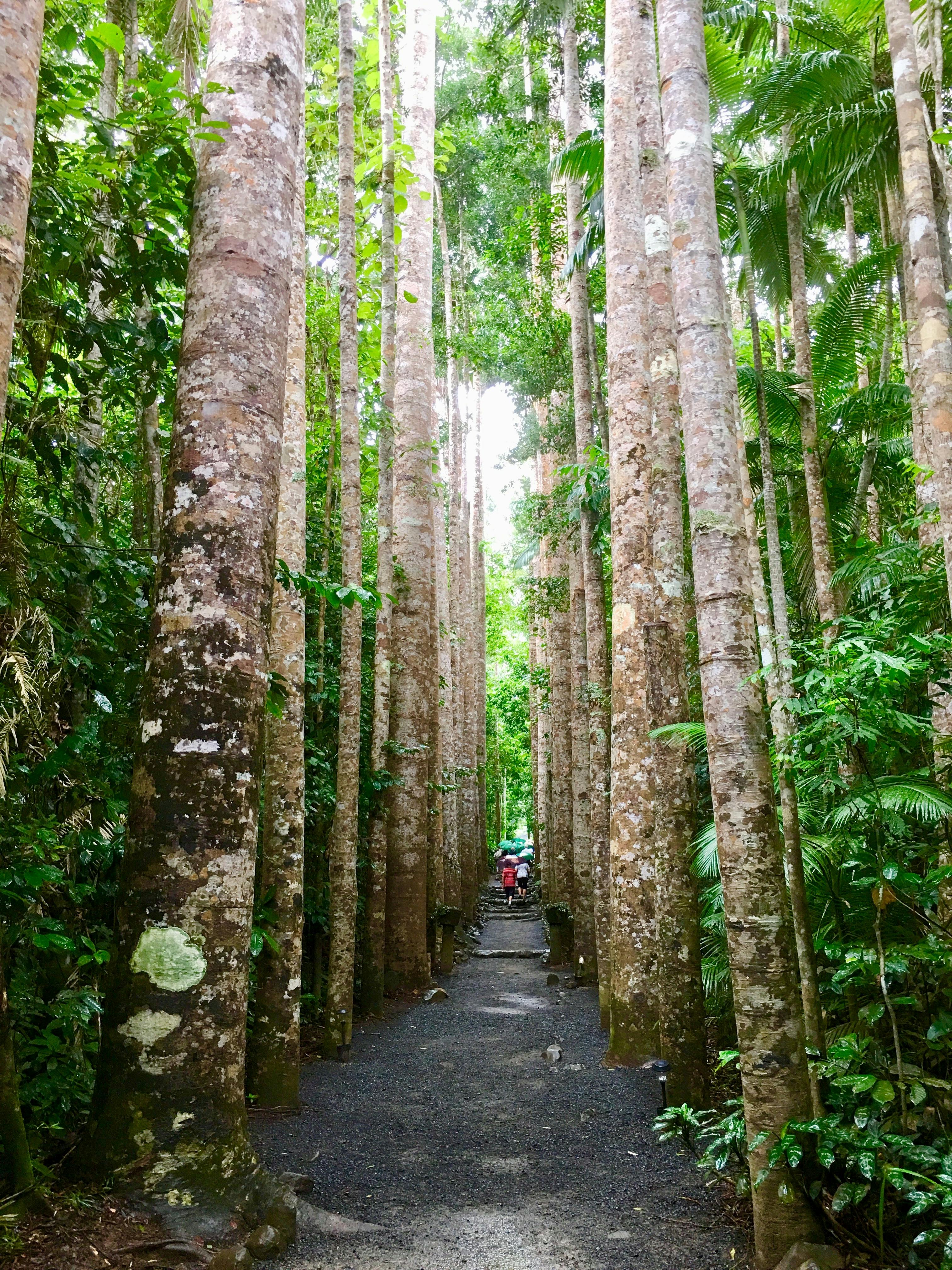 Paronella Park