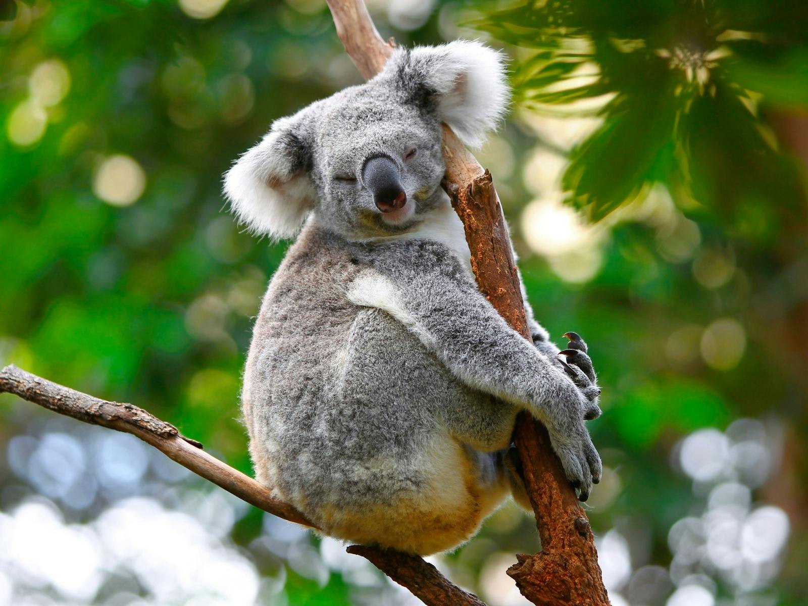 Lone Pine Koala Sanctuary