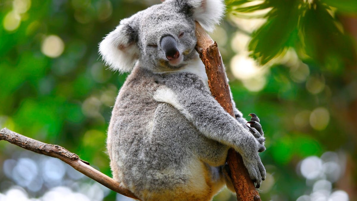 Lone Pine Koala Sanctuary