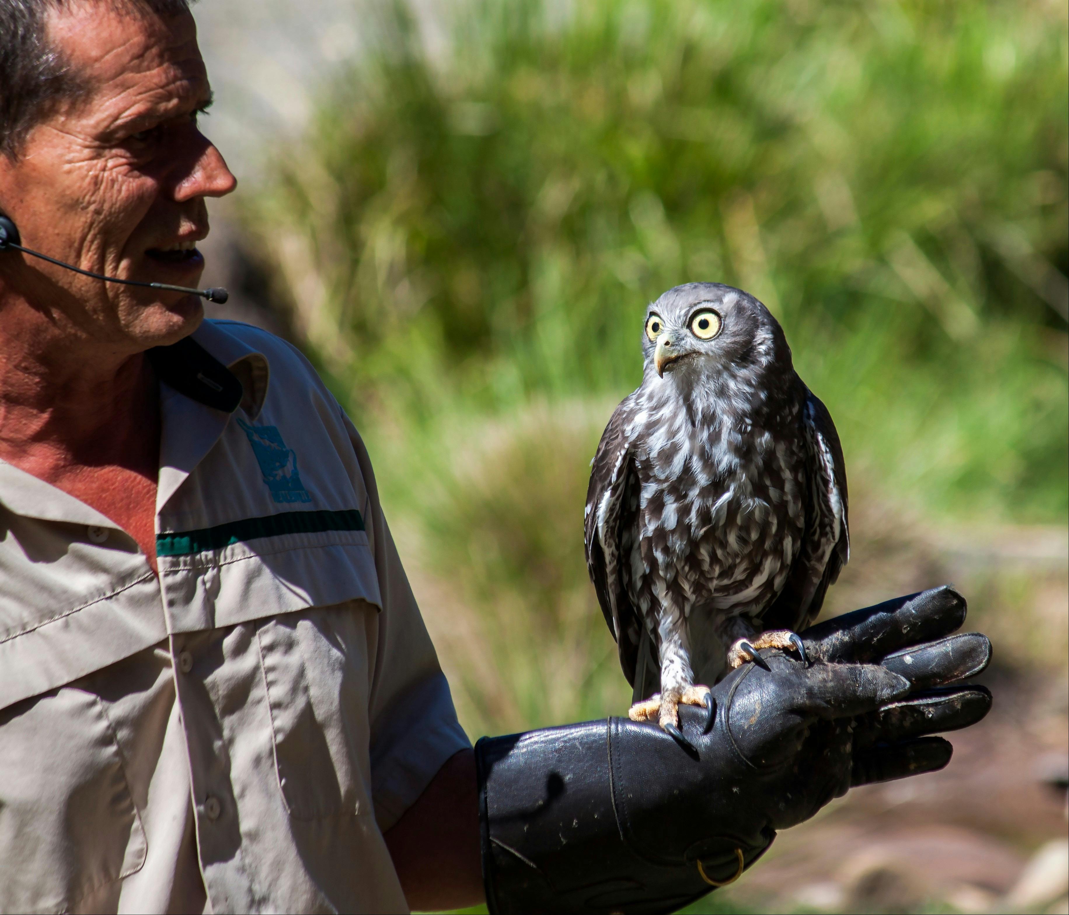 Birds of Prey display