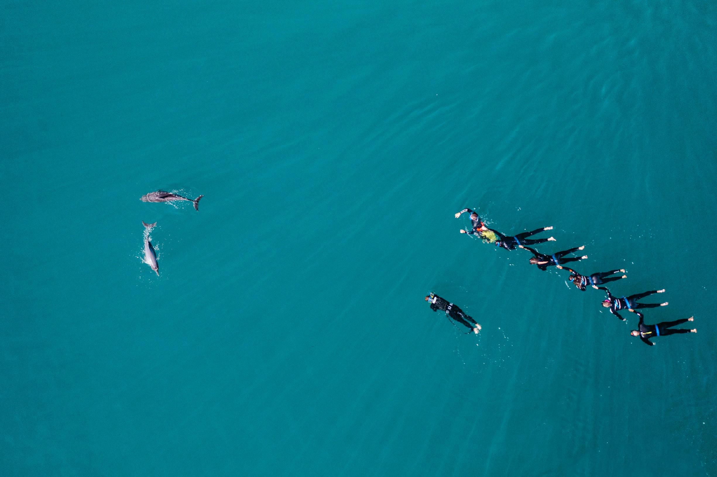 Aerial view of people swimming with dolphins with Perth Wildlife Encounters in Rockingham