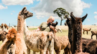 Alpaca